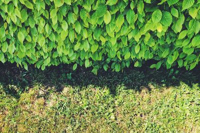 High angle view of plants on field