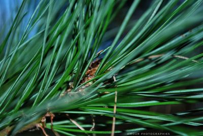 Close-up of pine tree