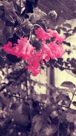 Close-up of pink flowers