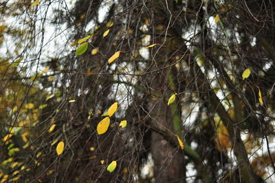 Plants growing on a tree