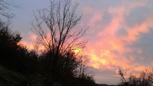 Silhouette bare trees against sky during sunset