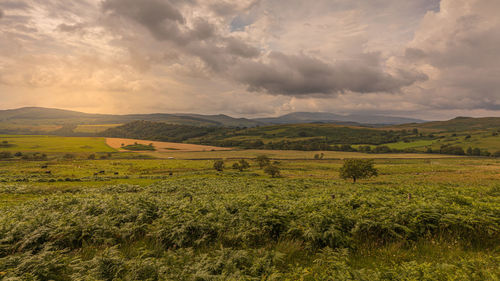 Scenic view of agricultural field against sky