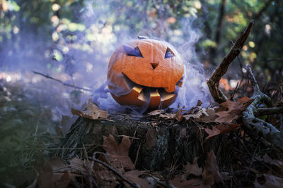 Smoke emitting from jack o lantern in forest