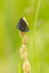 Close-up of insect on flower