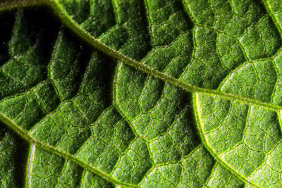 Full frame shot of green leaf