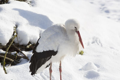 Stork sitting outdoors in wintry forest
