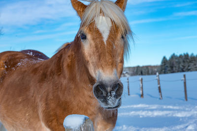 Horse in a field