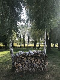 Stack of logs on field in forest