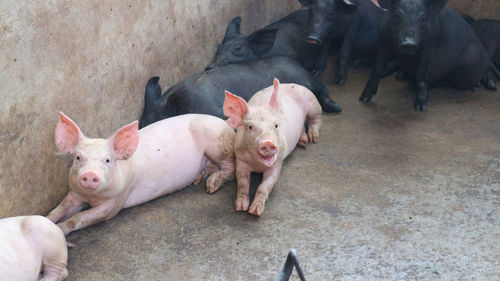 High angle view of dogs standing on pink