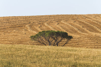 Scenic view of field against clear sky