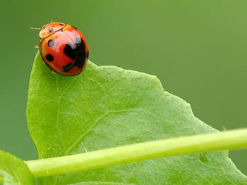 Close-up of ladybug on leaf