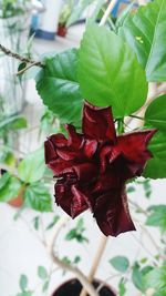 Close-up of red rose on plant