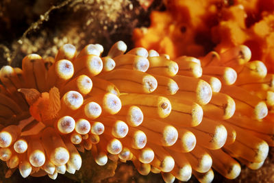 Close-up of orange eggs