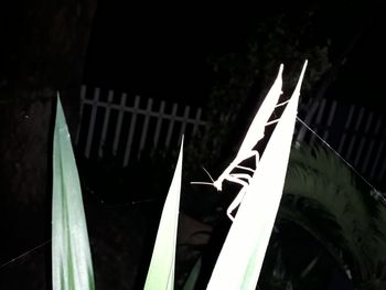 Close-up of text on fence at night