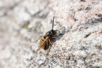 Close-up of insect on rock