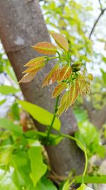 Close-up of plant