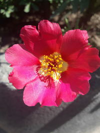 Close-up of pink hibiscus blooming outdoors