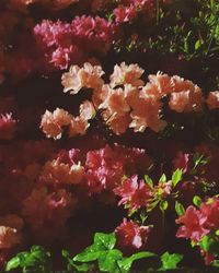 Close-up of pink flowering plants