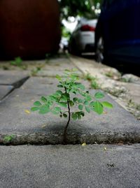 Close-up of young plant growing outdoors