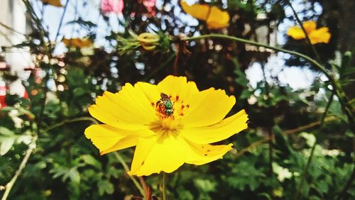 Close-up of insect on yellow flower