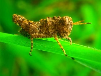 Close-up of insect on leaf