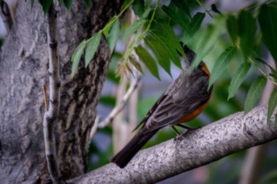 Close-up of bird perching on branch