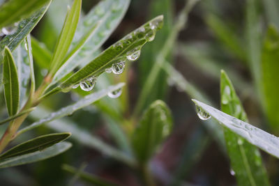 Close-up of wet plant leaves during rainy season