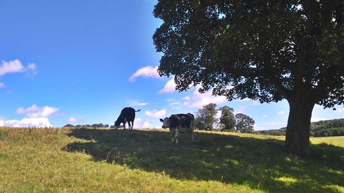 Cows grazing on field against sky