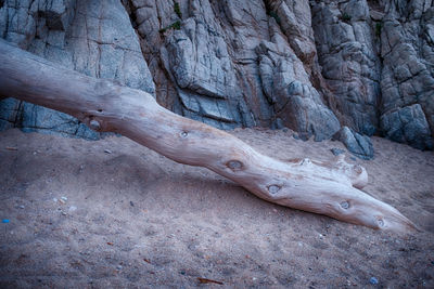 Close-up of lizard on tree trunk