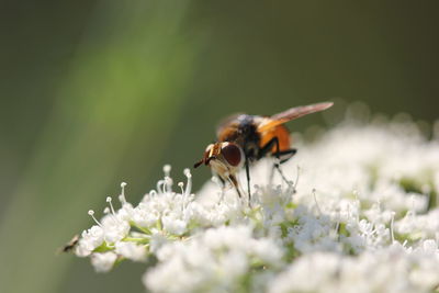Close-up of bee on flower