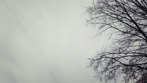 Low angle view of bare trees against sky