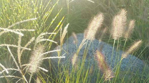 Close-up of dandelion on field