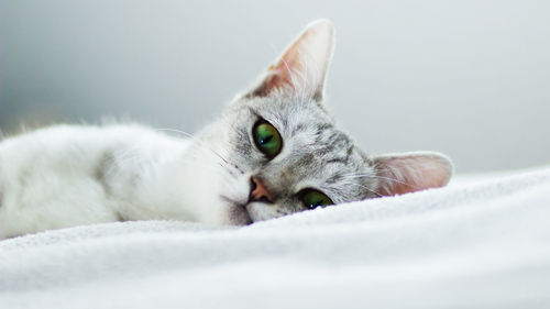 Close-up of a cat lying on bed