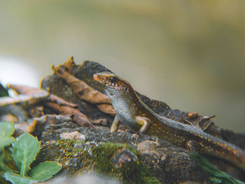 Close-up of a lizard