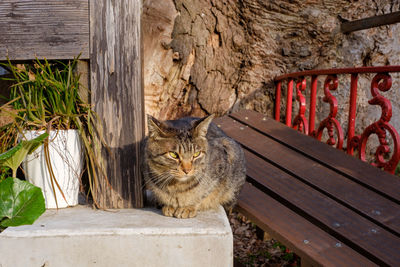 Portrait of cat sitting on wood against wall
