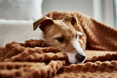 Dog lazing on couch