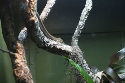 Close-up of rope on tree trunk