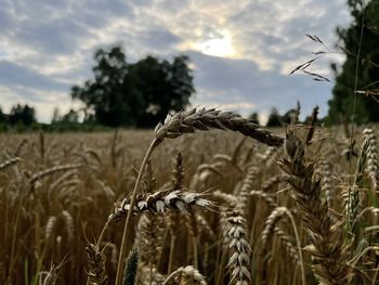 Close-up of wheat growing on field against sky