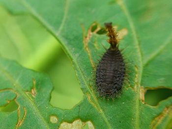 Close-up of insect on leaf