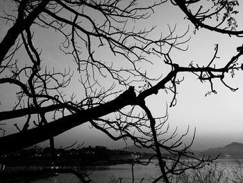 Low angle view of bare tree against sky