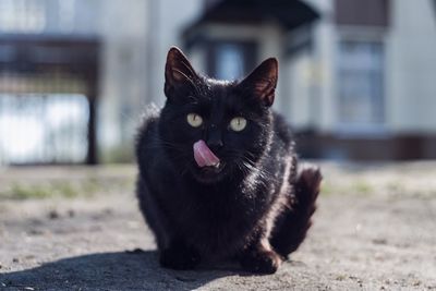 Close-up portrait of black cat