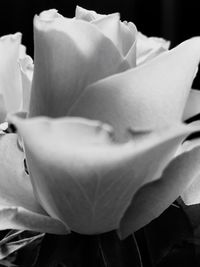 Close-up of white rose