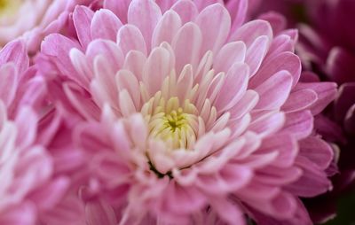 Close-up of pink flower