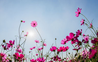 Beautiful cosmos flowers blooming in cosmos field at saraburi, thailand, flower garden concept