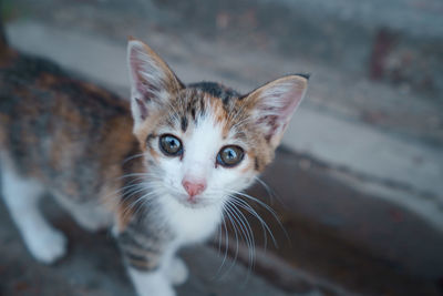 Close-up portrait of a cat