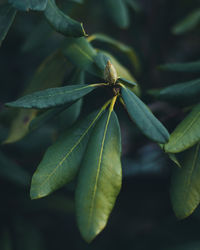 Close-up of grasshopper on plant