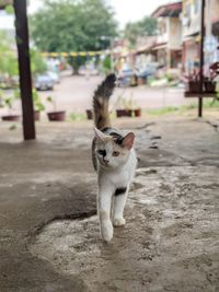 Cat at my friends home