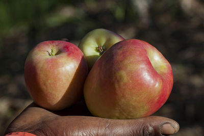 Close-up of apples