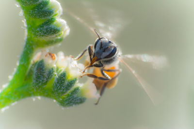 Close-up of insect on a flower