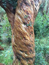 Close-up of tree trunk in forest